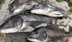 チヌ釣り大会2025