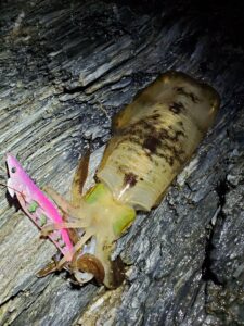 モイカ釣り大会2025